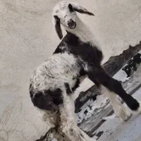 بره شیری و علف خور