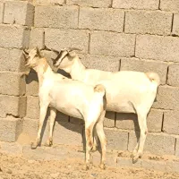 دوعدد بز صومال آبستن دوقلوزاه