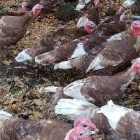 بوقلمون بوربون نر