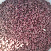 راهنمایی نخودولوبیا