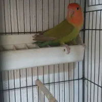 طوطی برزیلی نر و عروس هلندی