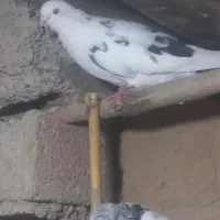 کفتر|پرنده|القجر, |دیوار