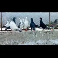 کبوتر‌پلاکی|پرنده|شیراز, محمدیه|دیوار