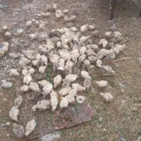 بوقلمون