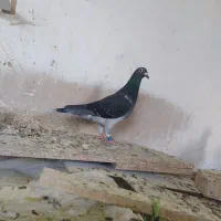 کبوتر کفتر پلاکی|پرنده|بیرجند, |دیوار