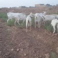 ۷عدد بز سانن ۳کیلو شیر جوان|حیوانات مزرعه|تربت جام, کشتارگاه|دیوار