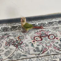 طوطی گرینچیک