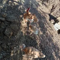 سه عدد بوقلمون بروبون تخم گذار سالم 1ساله