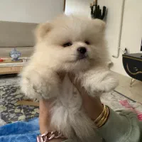 پامرنین اصیل|سگ|محمدیه-قزوین, |دیوار