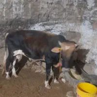 گاو گوساله
