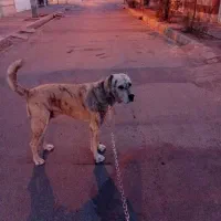 سگ گله ونگهبان|سگ|گلبهار, شهر جدید گلبهار|دیوار