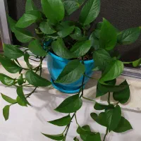 گل طبیعی