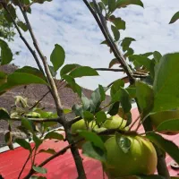 خانه سنتی تالار دار|فروش خانه و ویلا|رشت, چمارسرا|دیوار