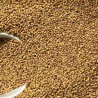 ارزن خوراک پرنده