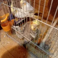 ۳عددعروس جوان