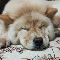 سگ نژاد چاو چاو ۷ ماهه ماده