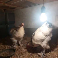 نیمچه برهما|حیوانات مزرعه|مرند, |دیوار