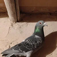 پلاکی .هفرنگ.رنگی.طوقی.کفتر