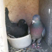 7 عدد کبوتر پر و پرشی