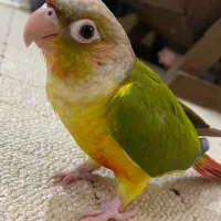 گیرنچیک زیبا اهلی