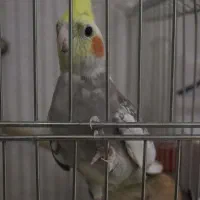 یک جفت عروس هلندی مولد با لوازم سخنگو|پرنده|قدس, شهرقدس|دیوار