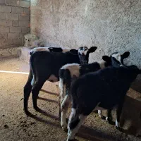 گوساله نر ماده|حیوانات مزرعه|خانمیرزا, |دیوار