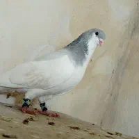 یال سبز نر|پرنده|شیراز, شهرک جماران|دیوار