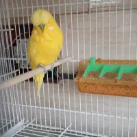 خریدار قناری عروس هلندی و سهره و مرغ عشق