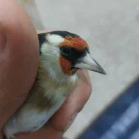 سهره بروجرد|پرنده|اندیمشک, |دیوار