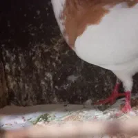 یهودی ماده ریش. شتری