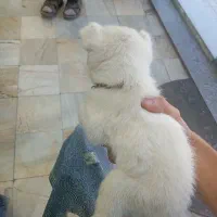 پامر نر|سگ|همدان, |دیوار