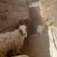دو عدد میش زاییده و دندون سالم ویک بز چبش