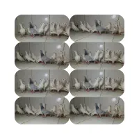 دسته ۱۸تایی پرشی نر سار