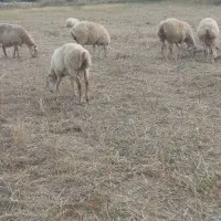 بره‌نر