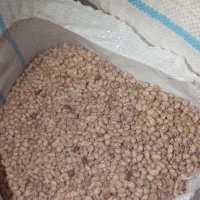 لوبیا چیتی سرحدی