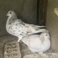 کبوتر نژاد دار  ساده -هفت رنگ