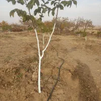 هرس باغات|خدمات باغبانی و درختکاری|دهگلان, |دیوار