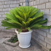 گل سیکاس