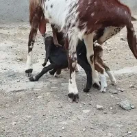 یک بزپاکستانی جوان شیرا بادوتا بزغاله نر وماده