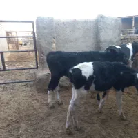 نیازمند کارگر دامداری شیری