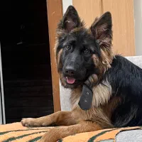 سگ ژرمن شپرد