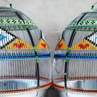 جوجه سهره قناری