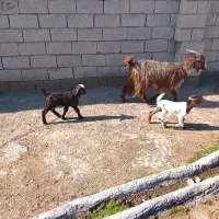 تبریز  با دوتا بزغاله