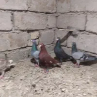 کبوتر نر|پرنده|جزنیک, |دیوار