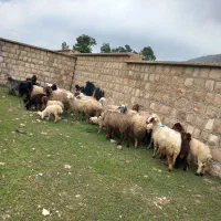 ۱۶عدد گوسفندبابره و۹عددبز بابزغاله