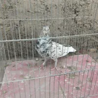 کبوتر نر سوردم سفید