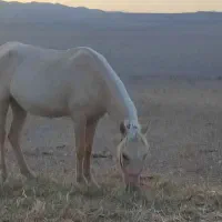 مادیون ۴ ب ۵|اسب و تجهیزات اسب‌سواری|درگز, |دیوار