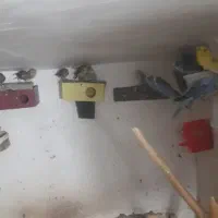 فروش ۲۵ عدد مرغ عشق انگلیسی