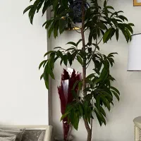 گیاه آپارتمانی آمستل