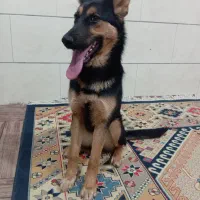 سگ ژرمن دوبرمن.خانگی